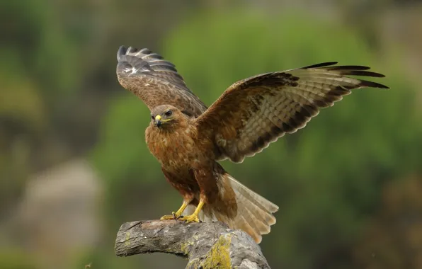 Bird, wings, predator