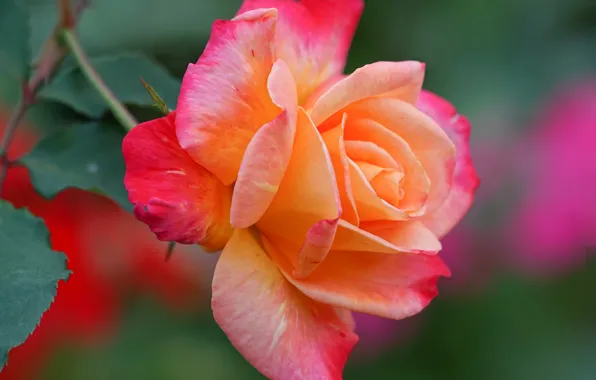 Picture macro, close-up, rose, petals