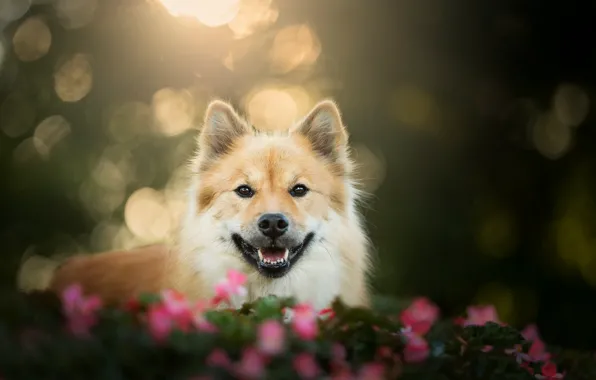 Picture look, face, dog, bokeh, The eurasier