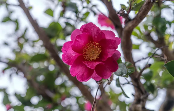 Picture leaves, drops, light, flowers, branches, pink, bokeh, Camellia