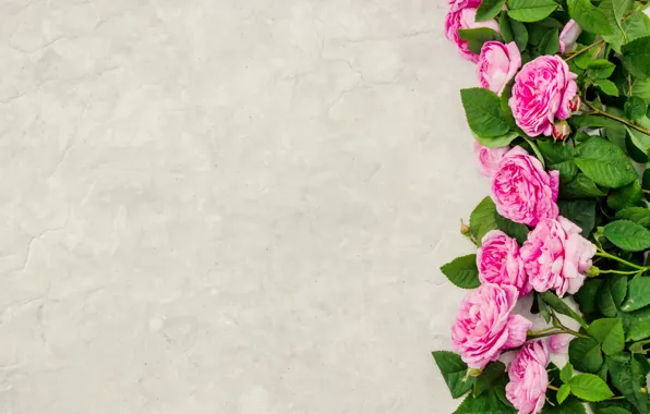 Flowers, roses, petals, pink, wood, pink, flowers, petals