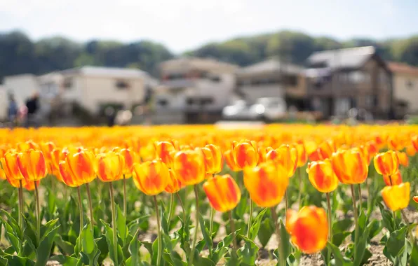 Field, light, flowers, bright, home, spring, tulips, orange