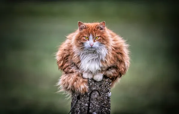 House, animal, pet, Wild Cat
