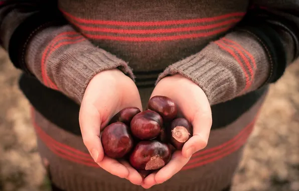 Picture autumn, hands, chestnuts