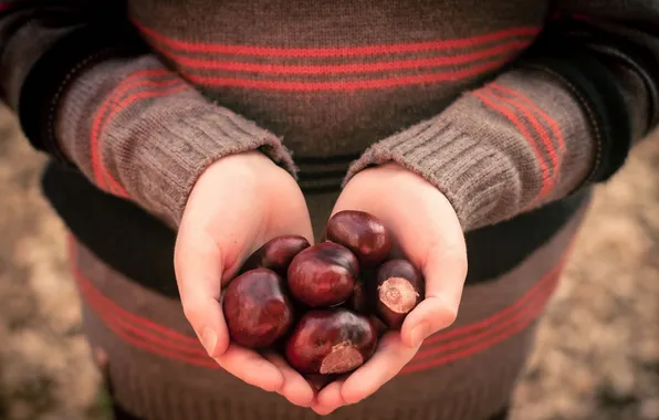 Autumn, hands, chestnuts