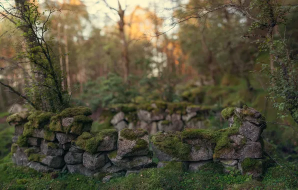 Picture forest, trees, stones, thickets, moss, masonry, abandonment