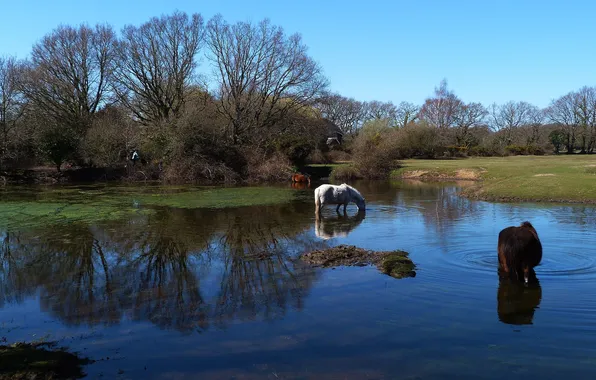 The sky, grass, trees, river, spring, horse, drink