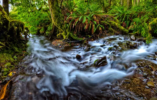 Picture forest, nature, river, ferns