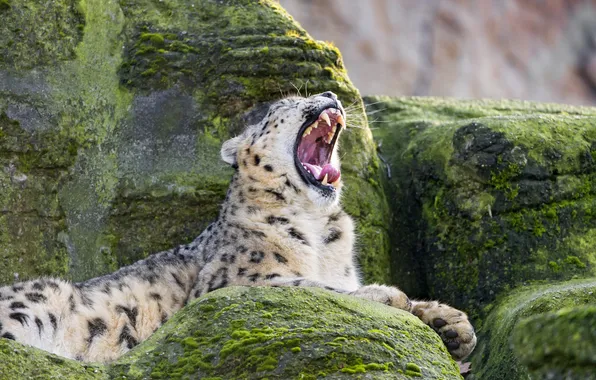 Cat, stones, moss, mouth, IRBIS, snow leopard, yawns, ©Tambako The Jaguar