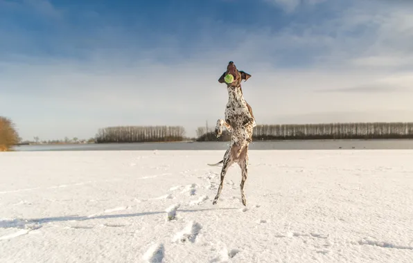 Winter, the sky, clouds, snow, trees, dog, tennis ball, Poynter