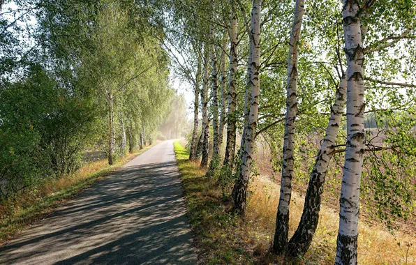 Road, greens, field, summer, light, trees, branches, Park
