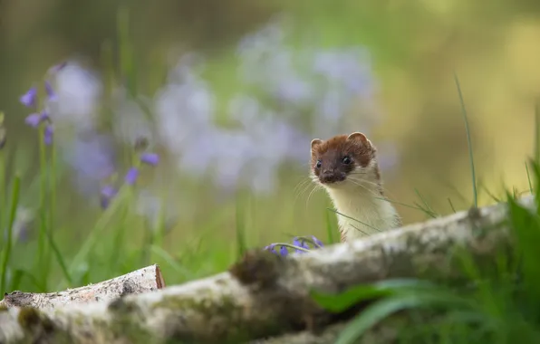 Grass, look, nature, weasel, log, bells, face, bokeh