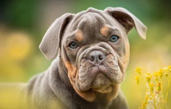 Look, flowers, background, dog, puppy, bulldog, face