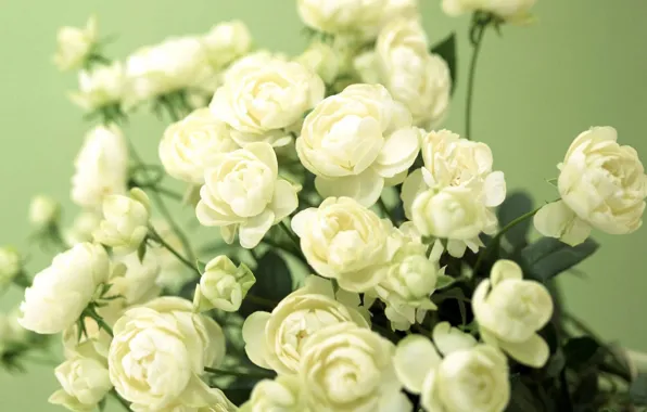 Picture white, green, photo, Wallpaper, flowers, buds, Ninos