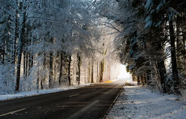 Winter, road, trees