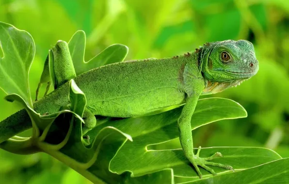 Picture greens, look, leaves, green, lizard, iguana, reptile