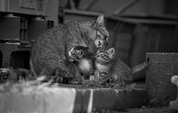 Cat, black and white, kittens, kids, monochrome, motherhood, Moydodyr, cat with kittens