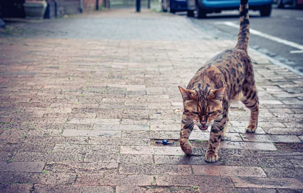 Cat, street, evil