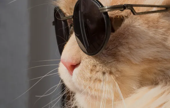 Picture cat, cat, glasses, muzzle, red cat