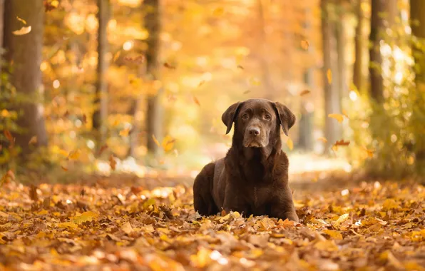 Autumn, look, each, dog