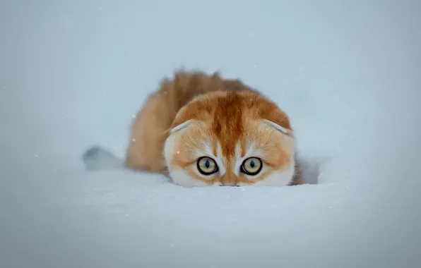 Cat, snow, cat, snow, Svetlana Pisareva