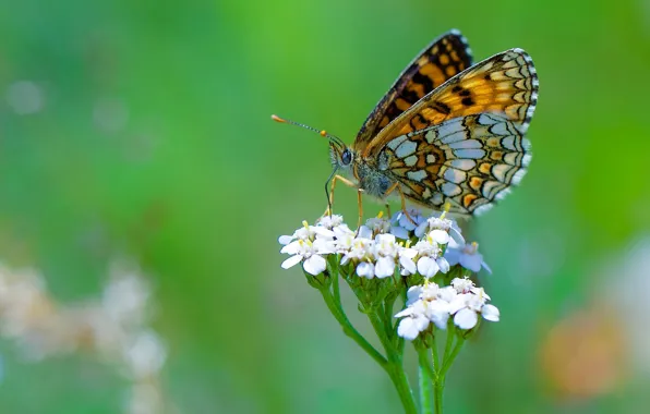 Flowers, butterfly, bokeh