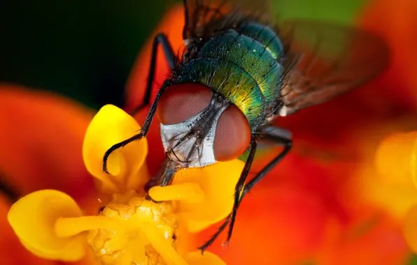 Flower, macro, yellow, red, fly, bokeh