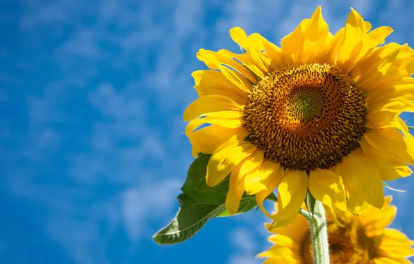 Flower, summer, the sky, clouds, macro, light, yellow, bright