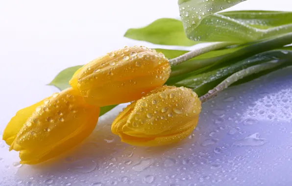 Picture flowers, petals, water drops, yellow tulips
