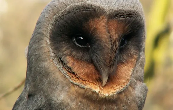 Bird, barn owl, animal wildlife