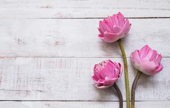 Flowers, Lotus, Lotus, pink, buds, wood, pink, flowers