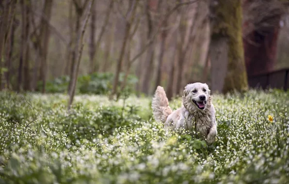 Forest, joy, flowers, spring, walk