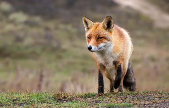 Picture field, grass, look, face, pose, background, running, Fox