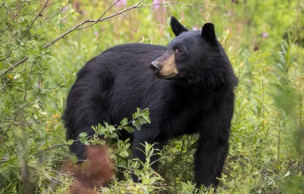 Nature, bear, the bushes, baribal