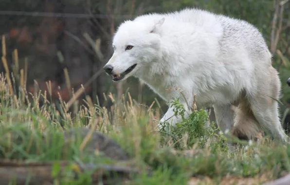 Picture nature, snow, predator, face, animal, wolf, wolves, wildlife