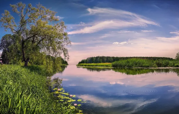 Picture the sky, trees, lake, reflection, spring