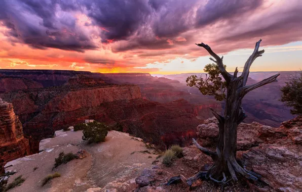 Picture the sky, clouds, clouds, nature, tree, rocks, dawn, canyon