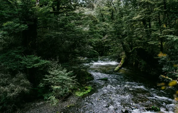 Picture forest, water, trees, nature, river, Joshua Griggs