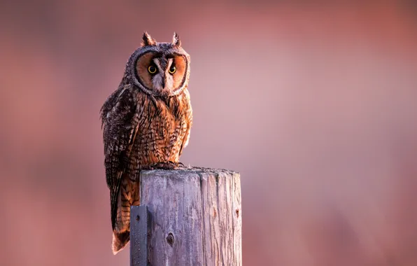 The sky, look, light, nature, owl, bird, post, morning