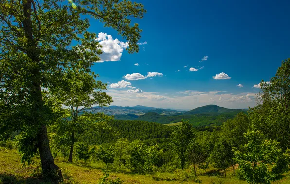 Trees, mountains, valley, panorama