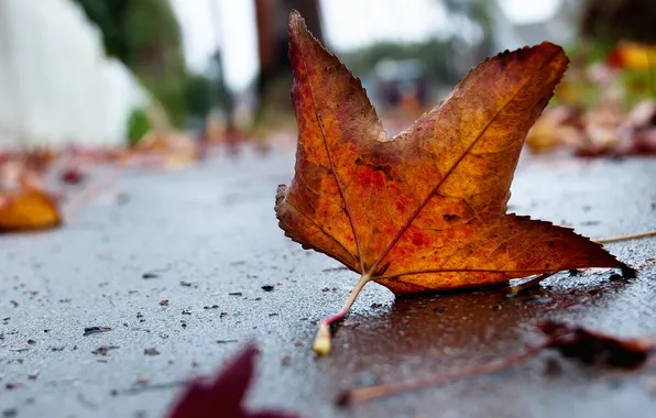 Picture sadness, autumn, sheet, lonely