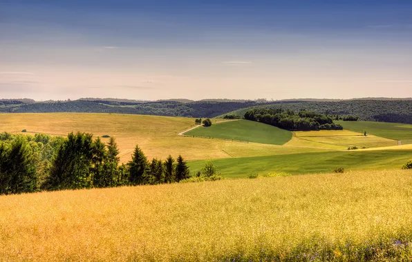 Picture field, forest, summer, the sky, grass, landscape, heat, Germany