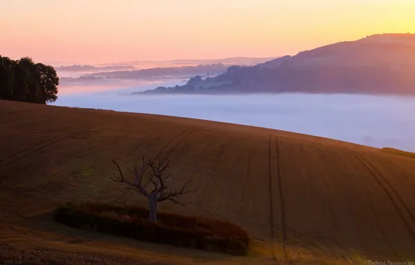 Field, trees, landscape, fog, morning