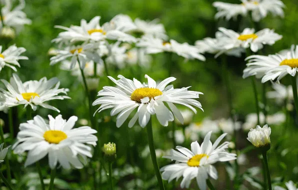 Field, chamomile, petals, blur, white
