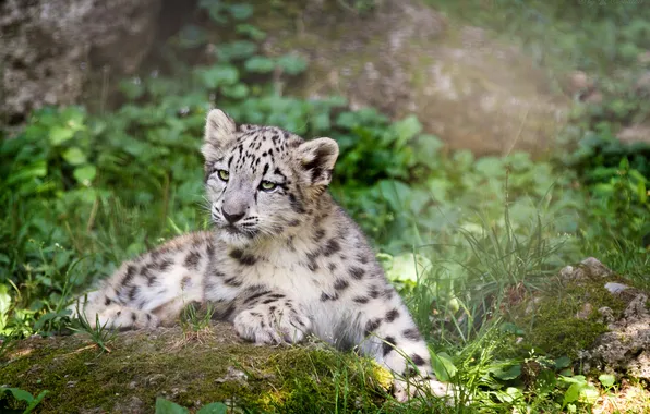 Picture cat, grass, IRBIS, snow leopard, cub, kitty