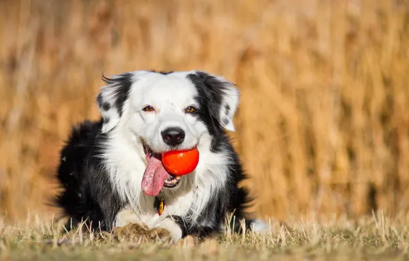Each, the ball, dog