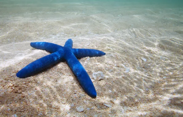 Picture starfish, underwater, ocean, sand, starfish