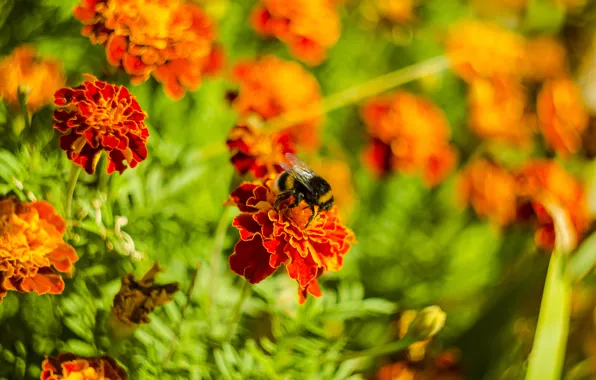 Picture macro, flowers, nature, bumblebee