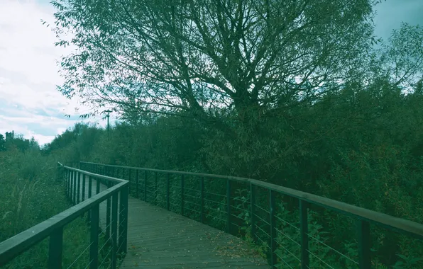 Autumn, forest, the sky, trees, Russia, path, September, Artem