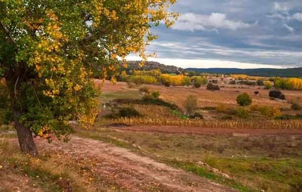 Picture field, autumn, trees, Spain, Castilla la Mancha